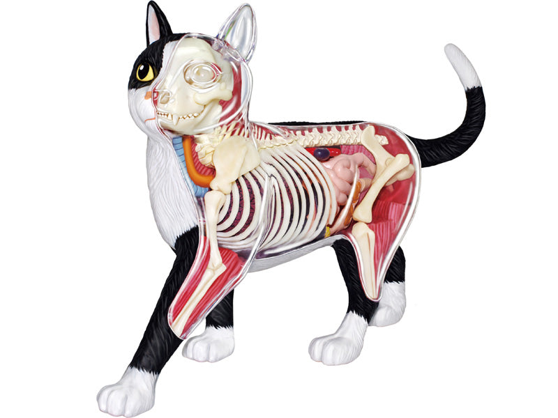 4D Master 622004 Black and White Cat 白黒猫 解剖モデル