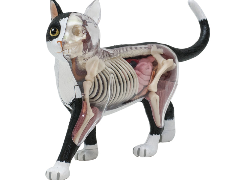 4D Master 622004 Black and White Cat 白黒猫 解剖モデル