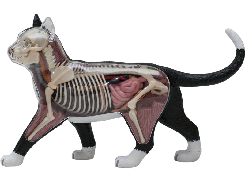 4D Master 622004 Black and White Cat 白黒猫 解剖モデル