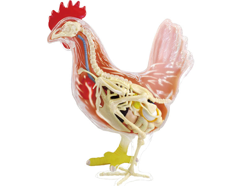 4D Master 622003 Chicken 鶏 解剖モデル