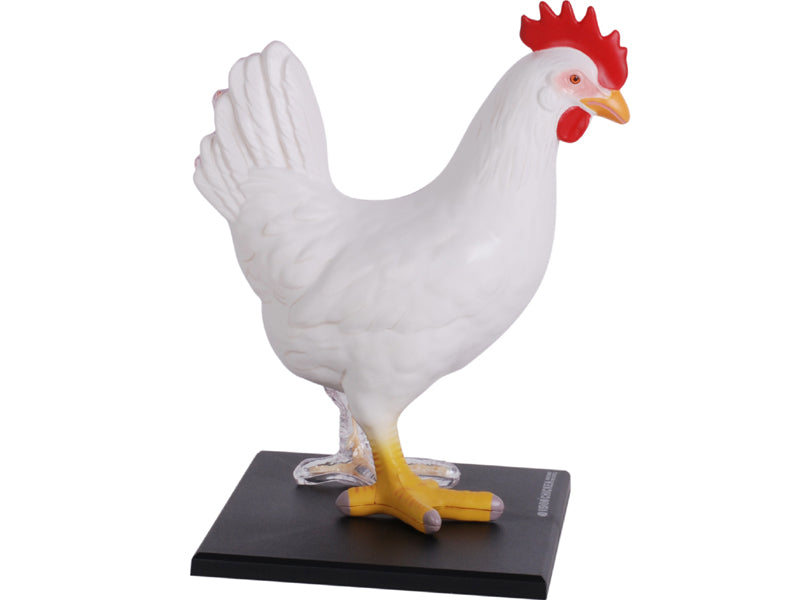 4D Master 622003 Chicken 鶏 解剖モデル