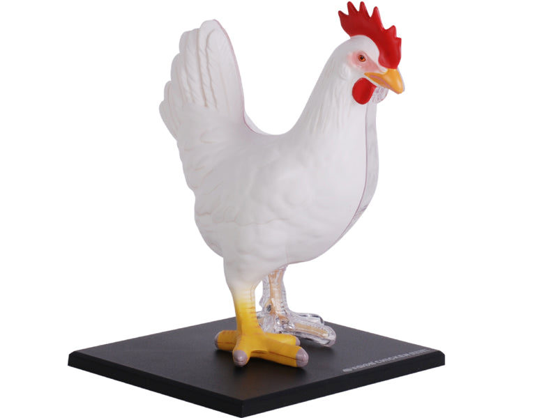 4D Master 622003 Chicken 鶏 解剖モデル