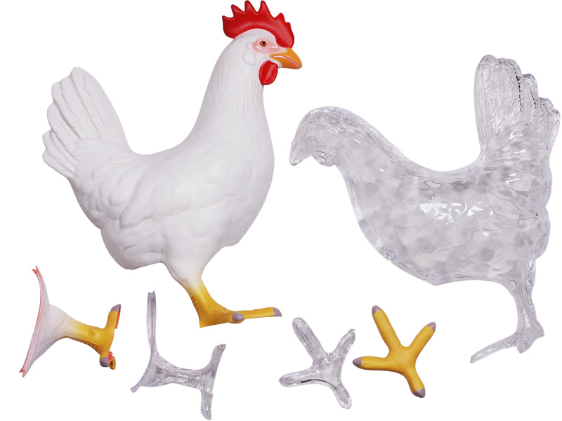 4D Master 622003 Chicken 鶏 解剖モデル