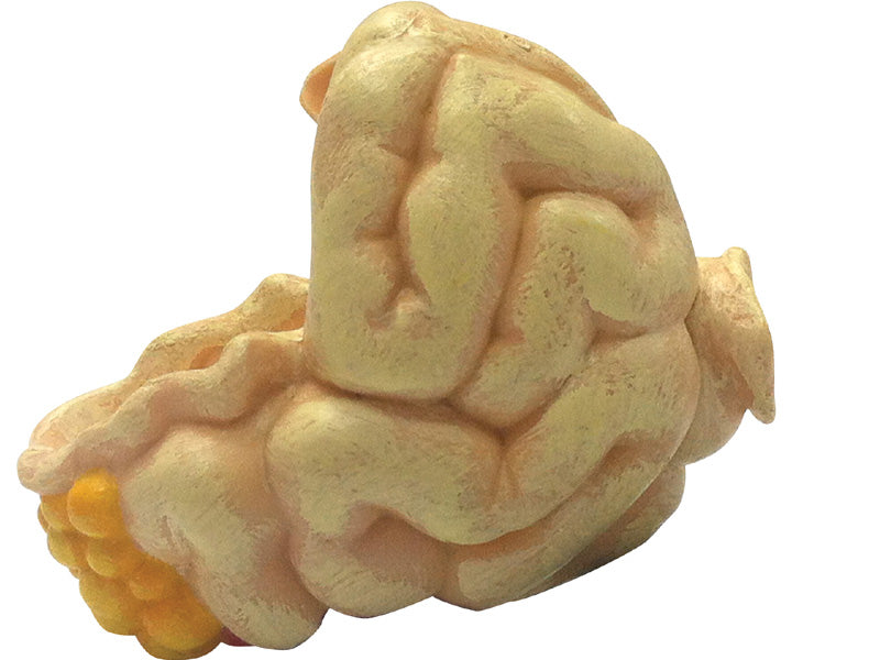 4D Master 622003 Chicken 鶏 解剖モデル