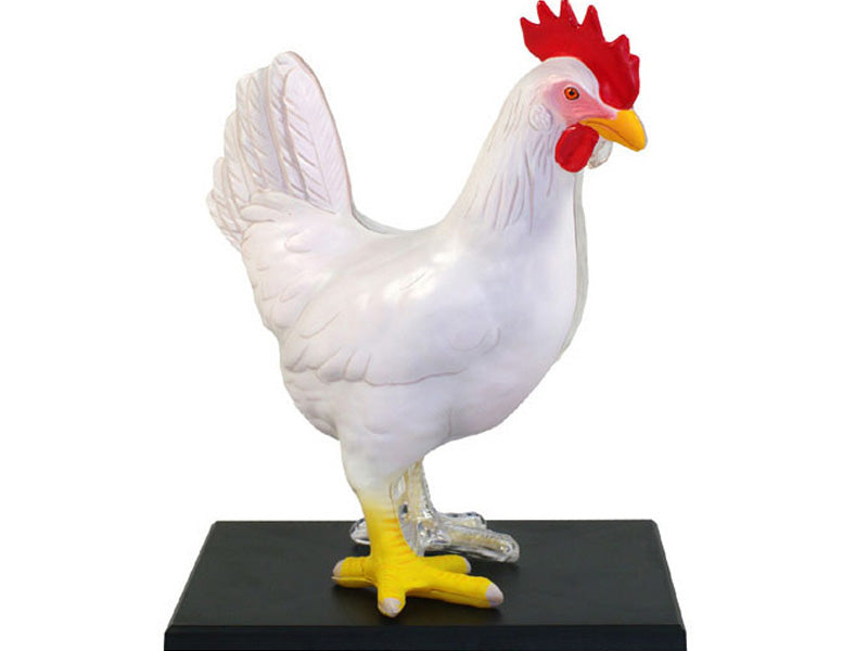 4D Master 622003 Chicken 鶏 解剖モデル