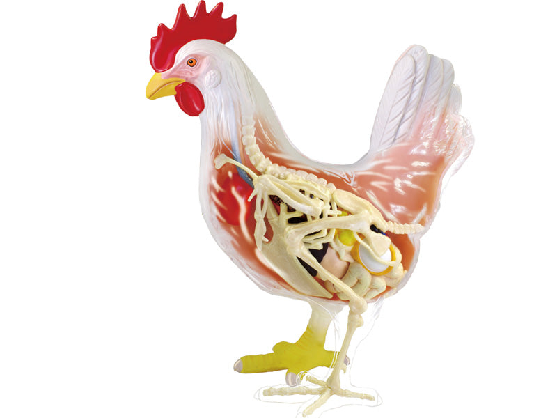 4D Master 622003 Chicken 鶏 解剖モデル
