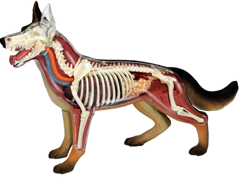 4D Master 622008 German Shepherd 犬(ジャーマンシェパード)解剖モデル