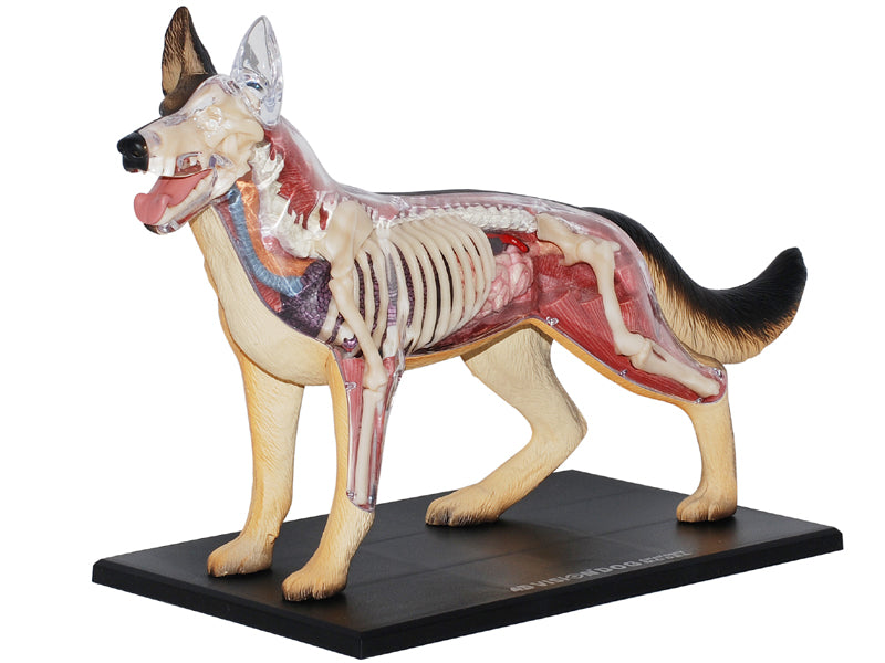 4D Master 622008 German Shepherd 犬(ジャーマンシェパード)解剖モデル