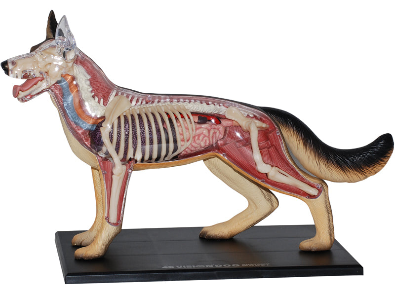 4D Master 622008 German Shepherd 犬(ジャーマンシェパード)解剖モデル