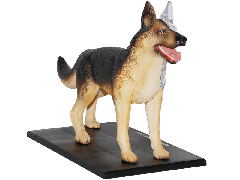 4D Master 622008 German Shepherd 犬(ジャーマンシェパード)解剖モデル