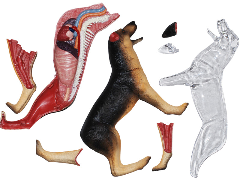 4D Master 622008 German Shepherd 犬(ジャーマンシェパード)解剖モデル