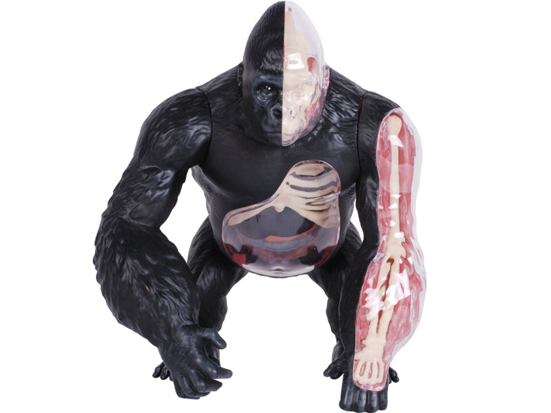 4D Master 622012 Gorilla ゴリラ 解剖モデル