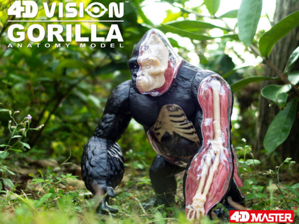 4D Master 622012 Gorilla ゴリラ 解剖モデル