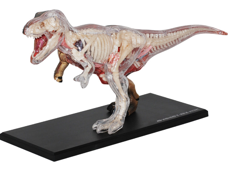4D Master 622013 T-Rex 解剖モデル