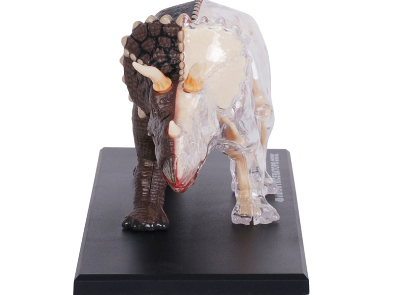 4D Master 622014 Triceratops トリケラトプス 解剖モデル