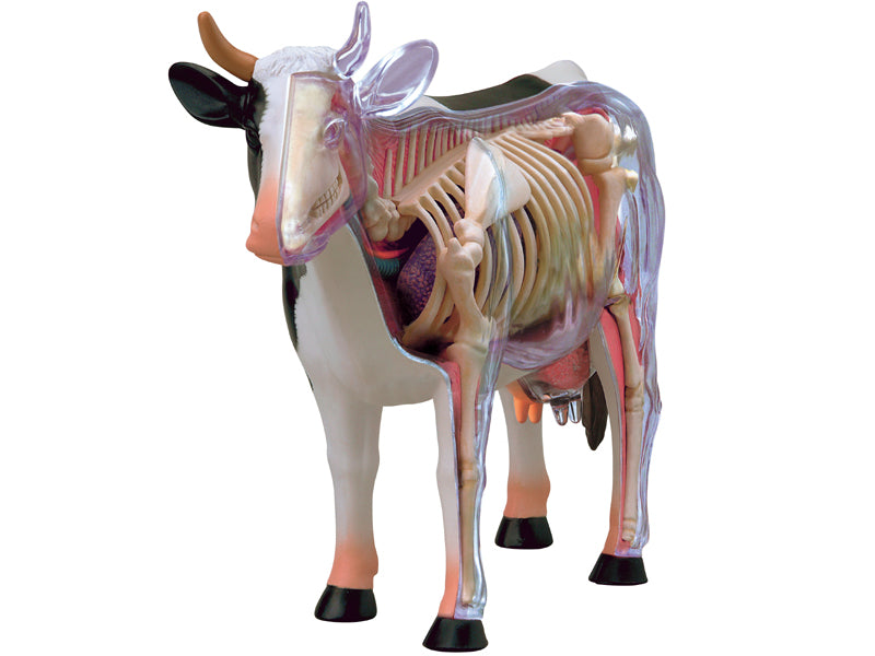 4D Master 622021 Cow 乳牛 解剖モデル