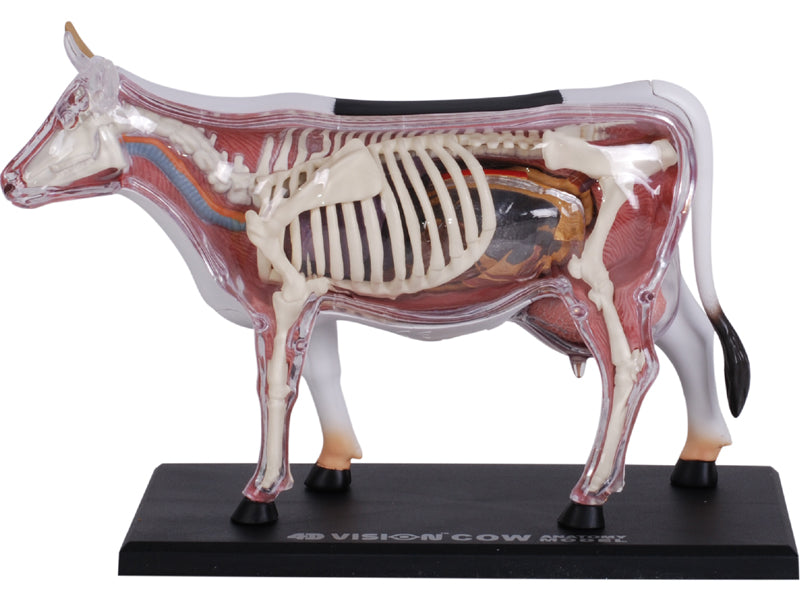 4D Master 622021 Cow 乳牛 解剖モデル
