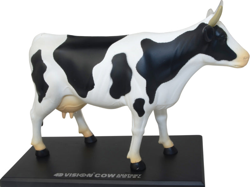 4D Master 622021 Cow 乳牛 解剖モデル