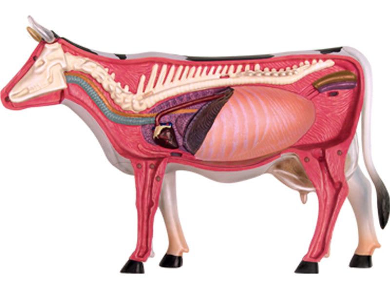 4D Master 622021 Cow 乳牛 解剖モデル