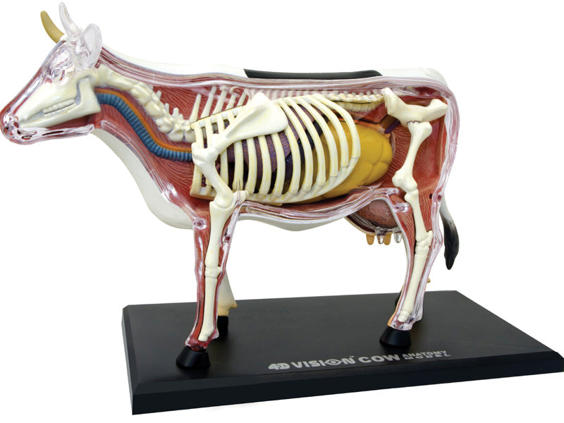 4D Master 622021 Cow 乳牛 解剖モデル