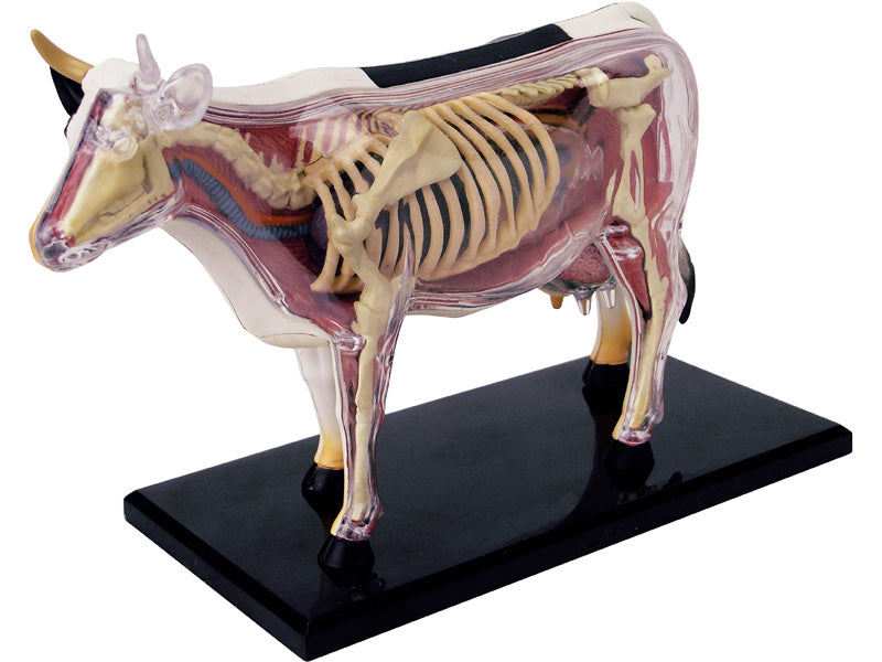 4D Master 622021 Cow 乳牛 解剖モデル