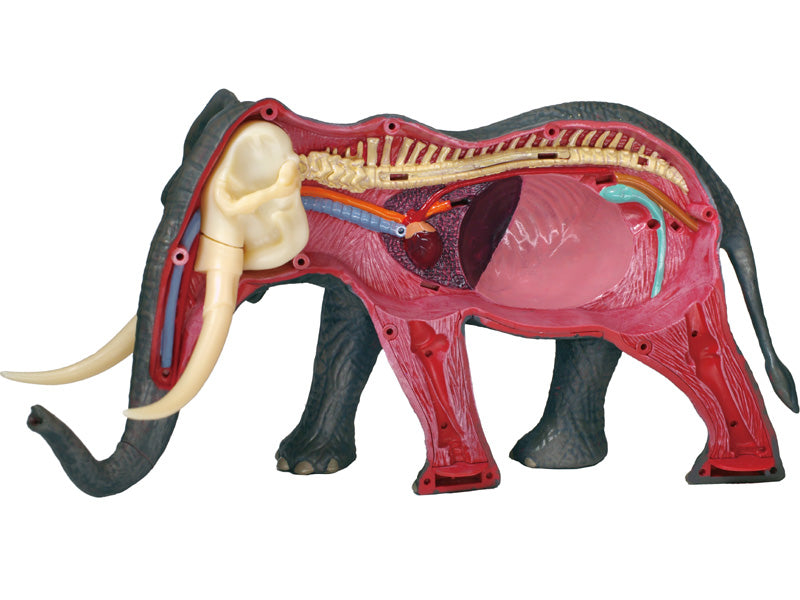4D Master 622037 Elephant 象 解剖モデル