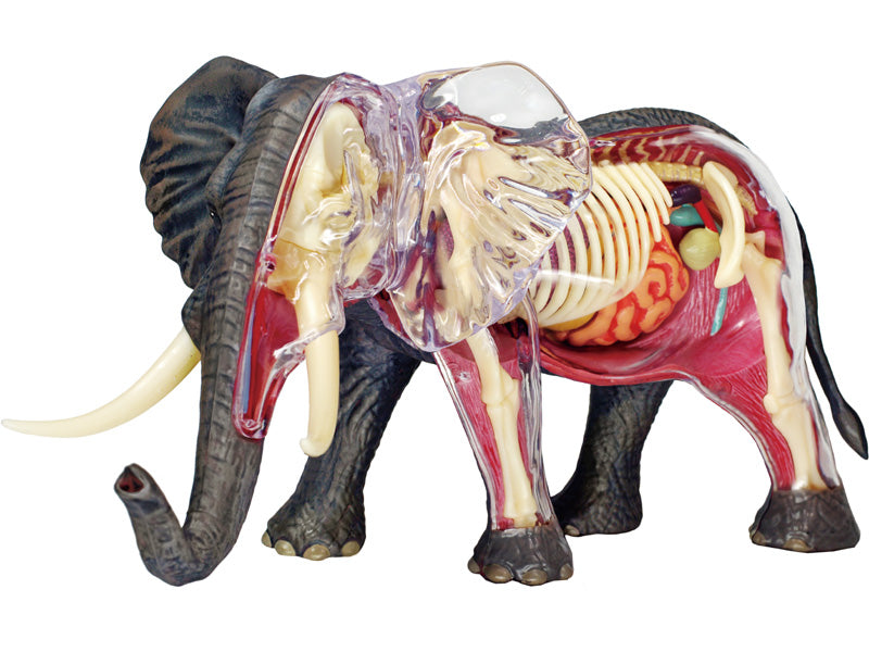 4D Master 622037 Elephant 象 解剖モデル