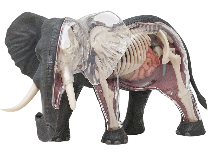 4D Master 622037 Elephant 象 解剖モデル