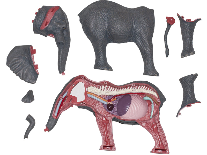 4D Master 622037 Elephant 象 解剖モデル