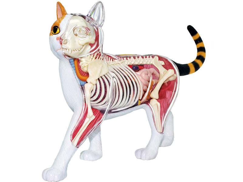4D Master 622040 Calico Cat 三毛猫 解剖モデル