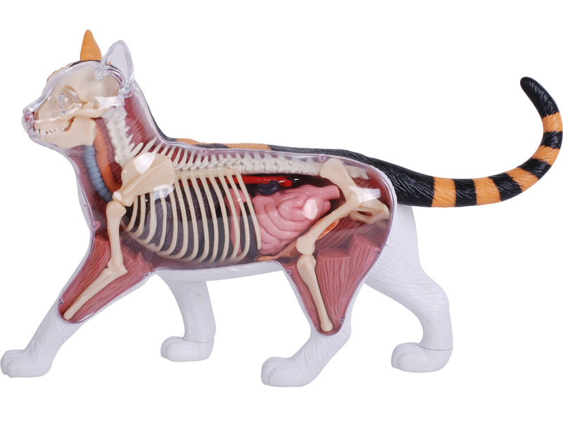 4D Master 622040 Calico Cat 三毛猫 解剖モデル