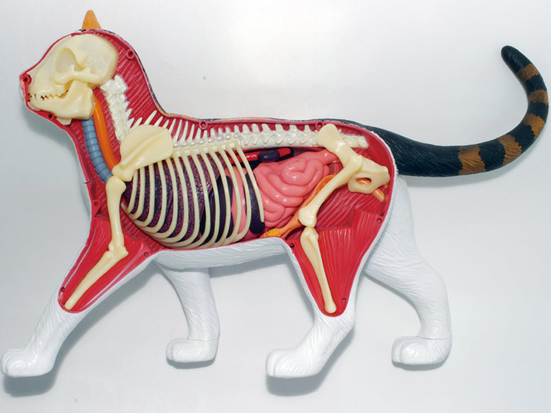4D Master 622040 Calico Cat 三毛猫 解剖モデル