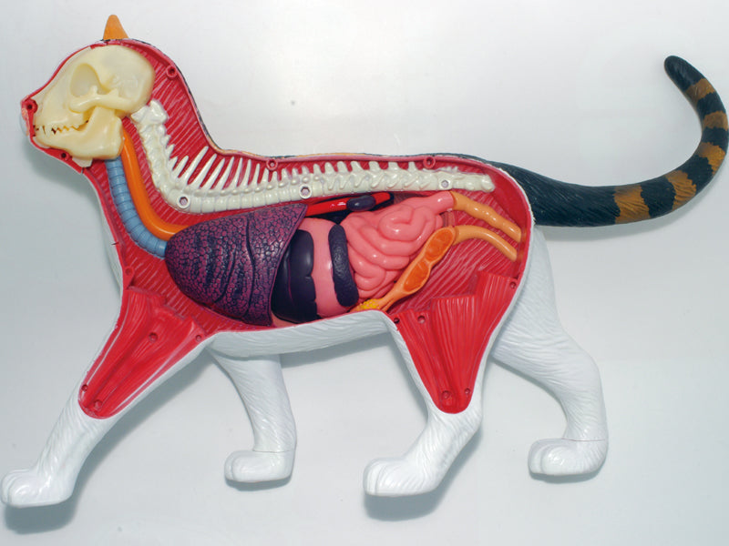 4D Master 622040 Calico Cat 三毛猫 解剖モデル