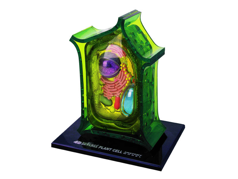 4D Master 624002 Plant Cell 植物細胞モデル