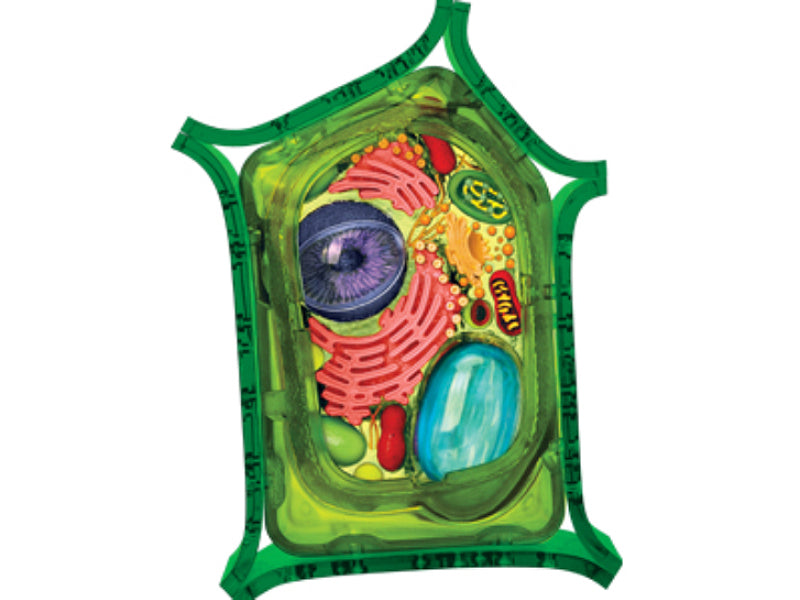 4D Master 624002 Plant Cell 植物細胞モデル