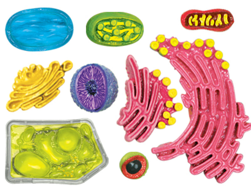 4D Master 624002 Plant Cell 植物細胞モデル