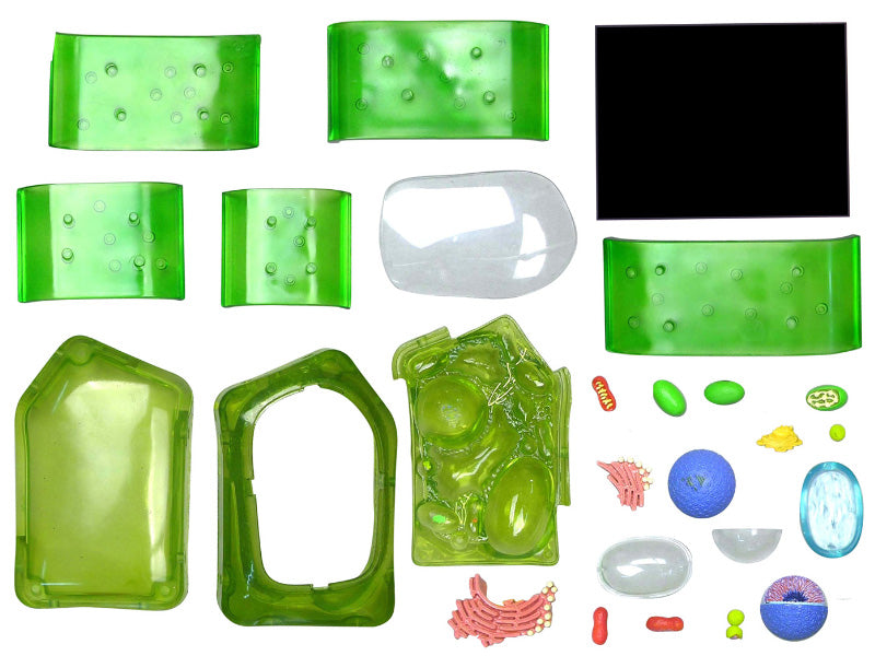 4D Master 624002 Plant Cell 植物細胞モデル