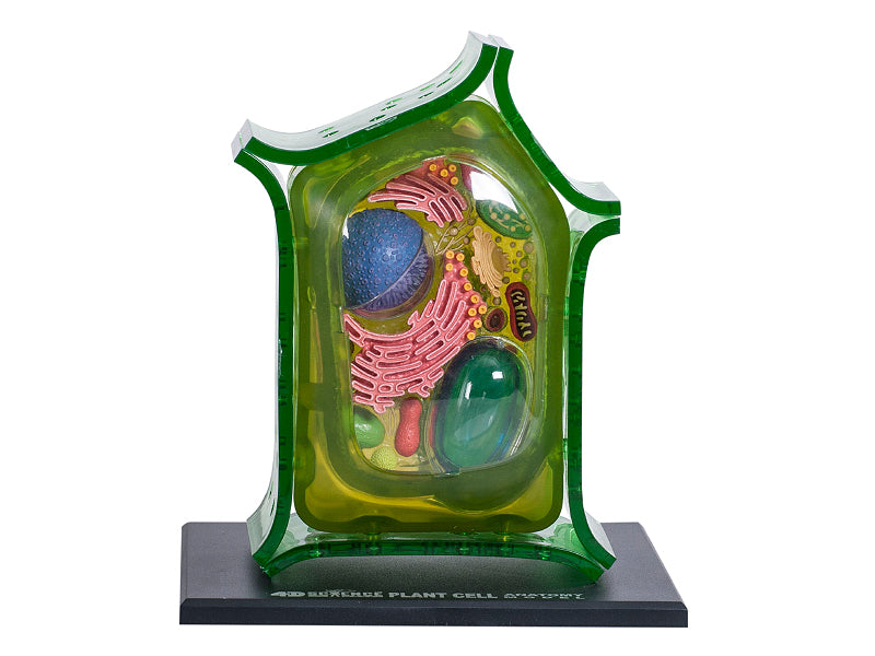 4D Master 624002 Plant Cell 植物細胞モデル