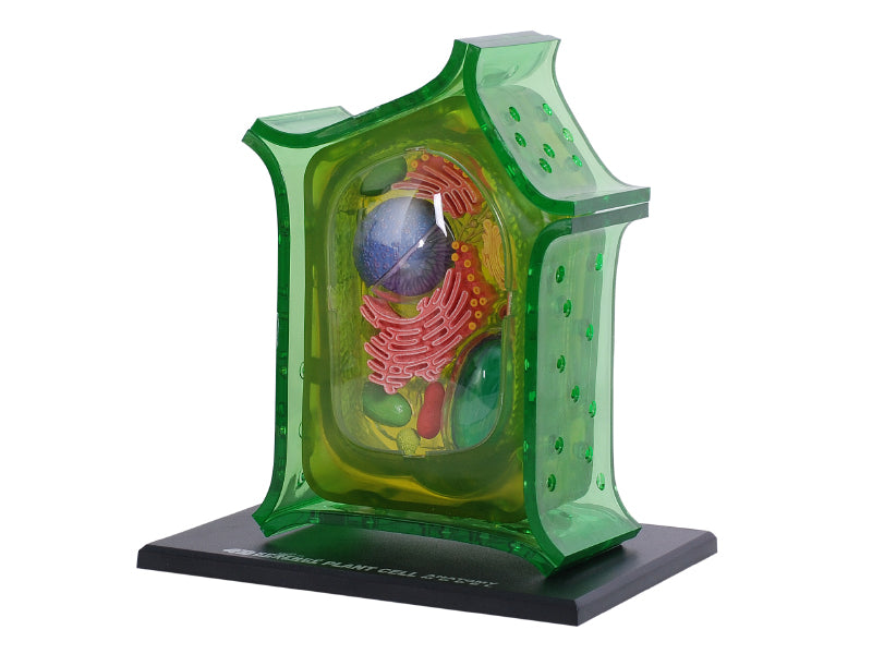 4D Master 624002 Plant Cell 植物細胞モデル