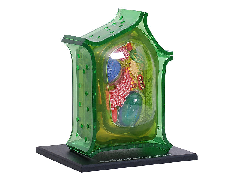 4D Master 624002 Plant Cell 植物細胞モデル
