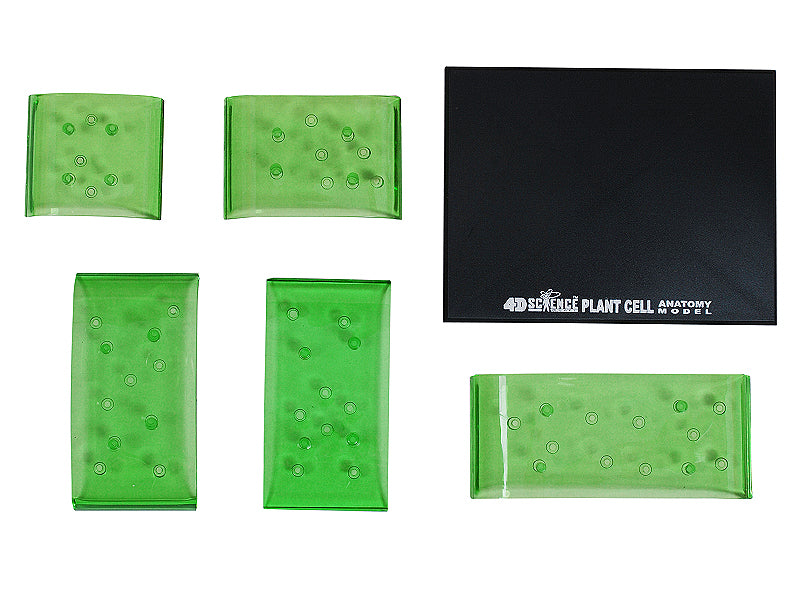 4D Master 624002 Plant Cell 植物細胞モデル