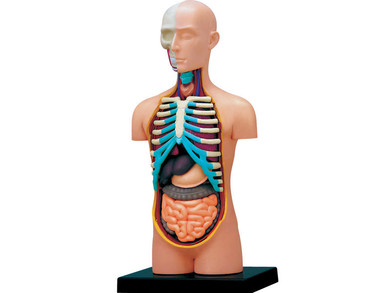 4D Master 626003 Torso 人体胴体 解剖モデル 1:8