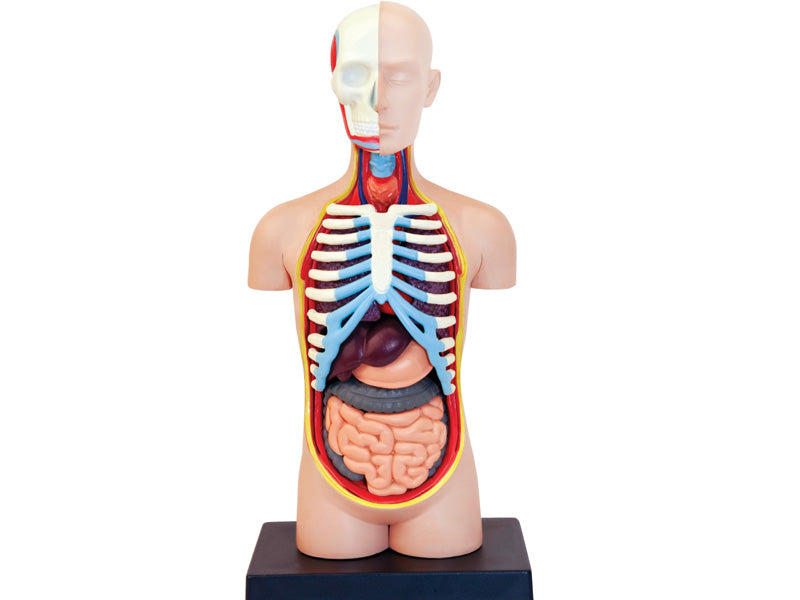 4D Master 626003 Torso 人体胴体 解剖モデル 1:8