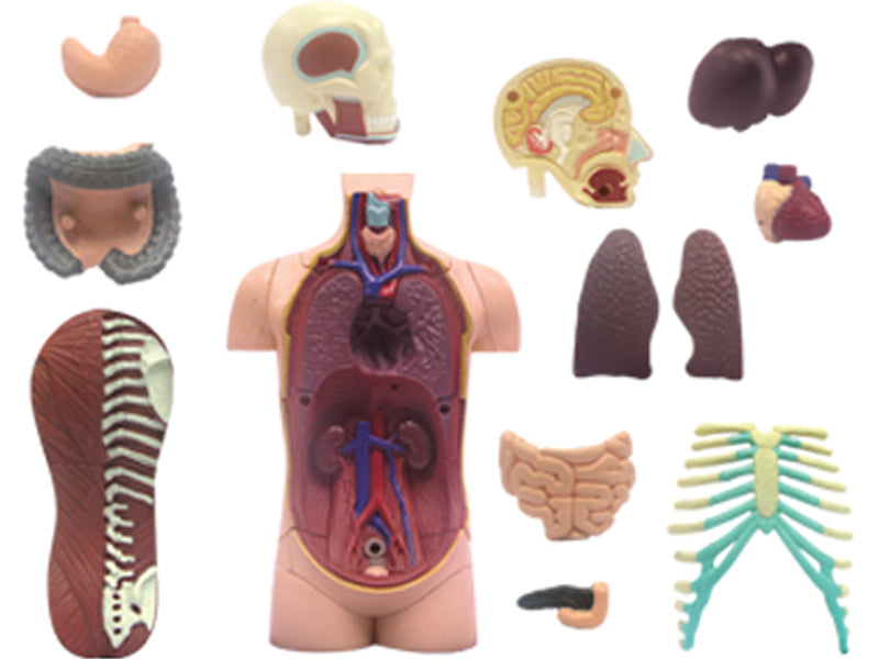 4D Master 626003 Torso 人体胴体 解剖モデル 1:8