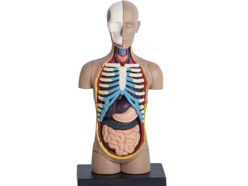 4D Master 626003 Torso 人体胴体 解剖モデル 1:8