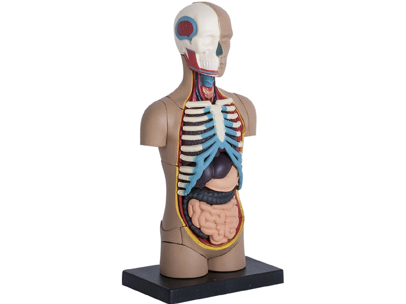 4D Master 626003 Torso 人体胴体 解剖モデル 1:8
