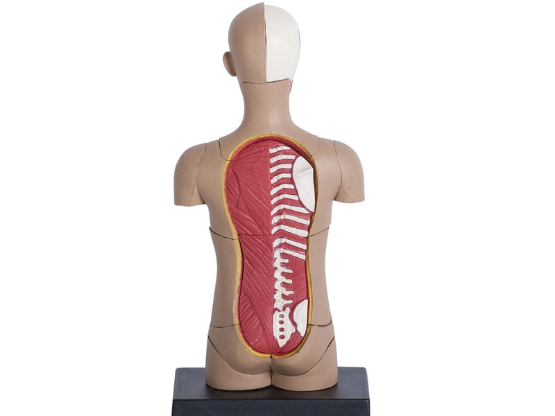 4D Master 626003 Torso 人体胴体 解剖モデル 1:8