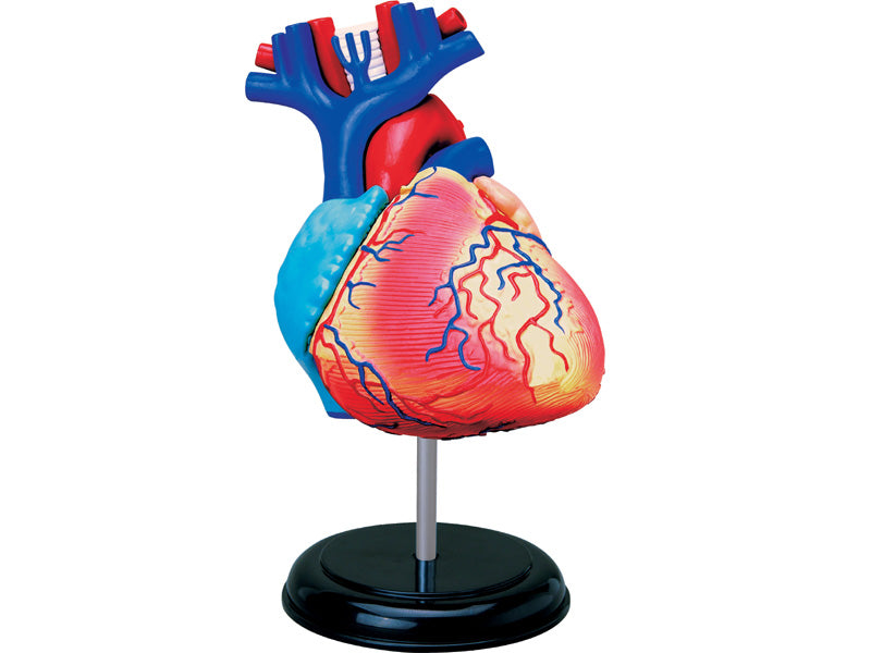 4D Master 626004 Heart 心臓 人体解剖モデル 1:1.6