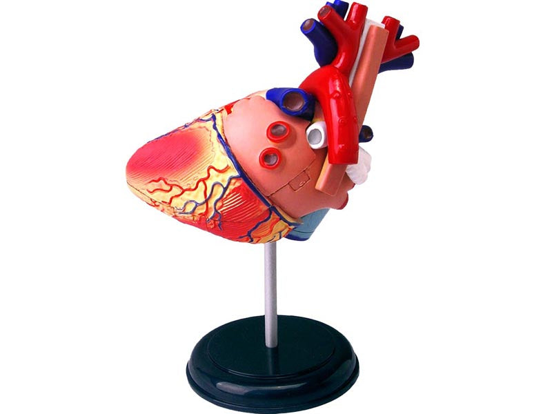 4D Master 626004 Heart 心臓 人体解剖モデル 1:1.6