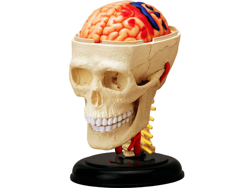 4D Master 626005 Cranial Nerve Skull 脳神経頭蓋骨 人体解剖モデル 1:3